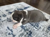 Ivy CKC, a female Boston Terrier for sale in Ceres, CA – 5 of 8