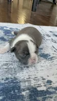 Max CKC, a male Boston Terrier for sale in Ceres, CA – 6 of 7
