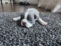 Ava CKC, a female Boston Terrier for sale in Ceres, CA – 4 of 8