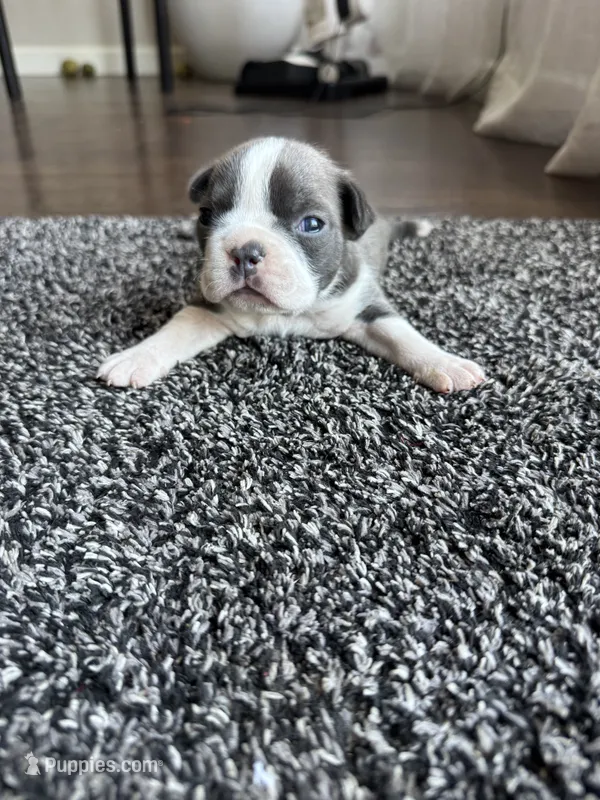 Ava CKC – Boston Terrier puppy for sale in Ceres, CA