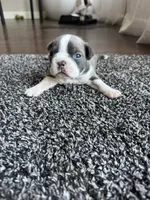 Ava CKC, a female Boston Terrier for sale in Ceres, CA – 1 of 8