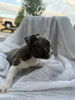 Ivy  CKC, a female Boston Terrier for sale in Ceres, CA – 5 of 9