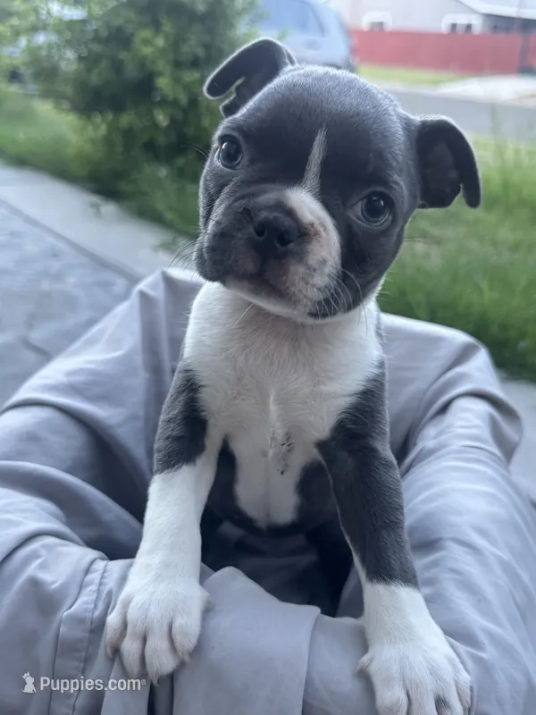 Rose CKC – Boston Terrier puppy for sale in Ceres, CA