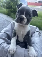 Rose CKC, a female Boston Terrier for sale in Ceres, CA – 1 of 6