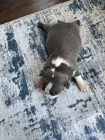 Ivy CKC, a female Boston Terrier for sale in Ceres, CA – 6 of 8