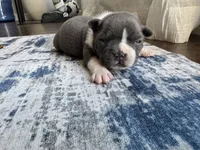 Rose CKC, a female Boston Terrier for sale in Ceres, CA – 5 of 6
