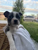Ivy  CKC, a female Boston Terrier for sale in Ceres, CA – 8 of 9