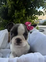Lily CKC, a female Boston Terrier for sale in Ceres, CA – 4 of 9