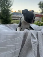 Max, a female Boston Terrier for sale in Ceres, CA – 9 of 10