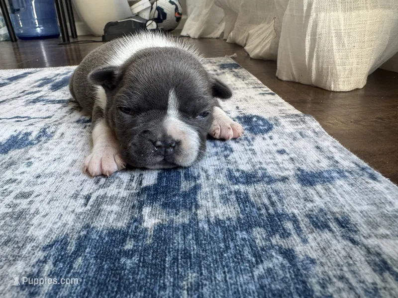 Rose CKC – Boston Terrier puppy for sale in Ceres, CA