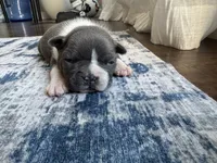 Rose CKC, a female Boston Terrier for sale in Ceres, CA – 1 of 6