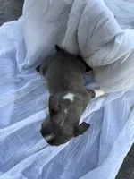 Ava CKC, a female Boston Terrier for sale in Ceres, CA – 4 of 7
