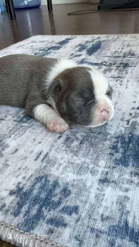 Max CKC – Boston Terrier puppy for sale in Ceres, CA