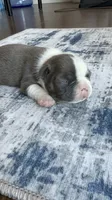 Max CKC, a male Boston Terrier for sale in Ceres, CA – 1 of 7