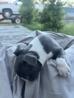 Rose CKC, a female Boston Terrier for sale in Ceres, CA – 6 of 6