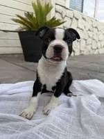 Maple CKC, a female Boston Terrier for sale in Ceres, CA – 1 of 8