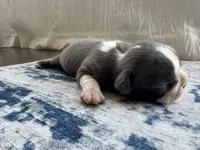 Ivy CKC, a female Boston Terrier for sale in Ceres, CA – 3 of 8