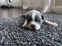 Ava CKC, a female Boston Terrier for sale in Ceres, CA – 2 of 8