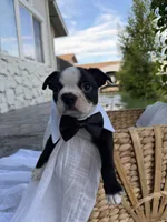 Rocky CKC, a male Boston Terrier for sale in Ceres, CA – 2 of 9