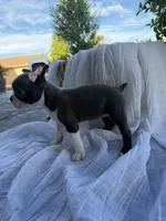 Ava CKC, a female Boston Terrier for sale in Ceres, CA – 7 of 7