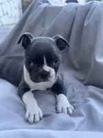 Rose CKC, a female Boston Terrier for sale in Ceres, CA – 2 of 6