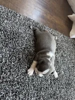 Ava CKC, a female Boston Terrier for sale in Ceres, CA – 7 of 8