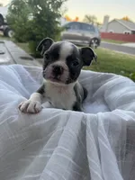 Max, a female Boston Terrier for sale in Ceres, CA – 1 of 10