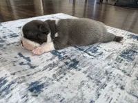 Ivy CKC, a female Boston Terrier for sale in Ceres, CA – 7 of 8