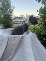 Max, a female Boston Terrier for sale in Ceres, CA – 10 of 10