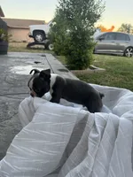 Max, a female Boston Terrier for sale in Ceres, CA – 8 of 10