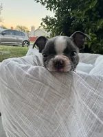 Max, a female Boston Terrier for sale in Ceres, CA – 4 of 10