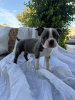 Ava CKC, a female Boston Terrier for sale in Ceres, CA – 6 of 7