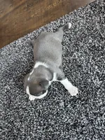 Ava CKC, a female Boston Terrier for sale in Ceres, CA – 8 of 8