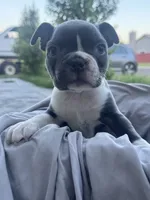 Rose CKC, a female Boston Terrier for sale in Ceres, CA – 4 of 6