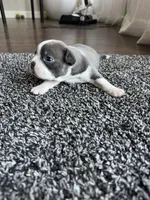 Ava CKC, a female Boston Terrier for sale in Ceres, CA – 6 of 8