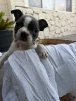 Ivy  CKC, a female Boston Terrier for sale in Ceres, CA – 2 of 9