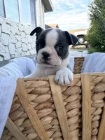 Lily CKC, a female Boston Terrier for sale in Ceres, CA – 2 of 9