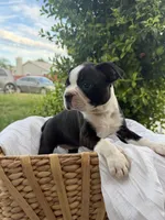 Maple CKC, a female Boston Terrier for sale in Ceres, CA – 5 of 8