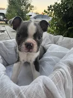 Max, a female Boston Terrier for sale in Ceres, CA – 2 of 10