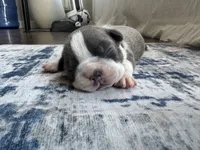Ivy CKC, a female Boston Terrier for sale in Ceres, CA – 8 of 8