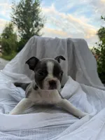 Ivy  CKC, a female Boston Terrier for sale in Ceres, CA – 6 of 9