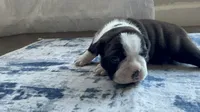 Daisy CKC, a female Boston Terrier for sale in Ceres, CA – 3 of 7
