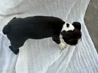 Maple CKC, a female Boston Terrier for sale in Ceres, CA – 7 of 8