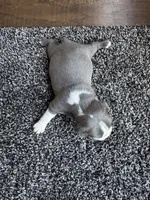 Ava CKC, a female Boston Terrier for sale in Ceres, CA – 5 of 8