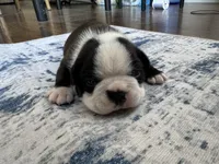 Rocky CKC, a male Boston Terrier for sale in Ceres, CA – 6 of 6