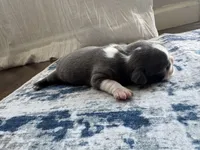 Ivy CKC, a female Boston Terrier for sale in Ceres, CA – 4 of 8