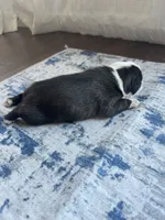 Rocky CKC, a male Boston Terrier for sale in Ceres, CA – 5 of 6