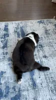 Daisy CKC, a female Boston Terrier for sale in Ceres, CA – 6 of 7