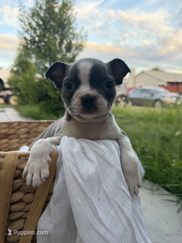 Ivy  CKC – Boston Terrier puppy for sale in Ceres, CA