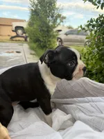 Maple CKC, a female Boston Terrier for sale in Ceres, CA – 8 of 8